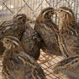 Kako napraviti kaveze za prepelice vlastitim rukama?